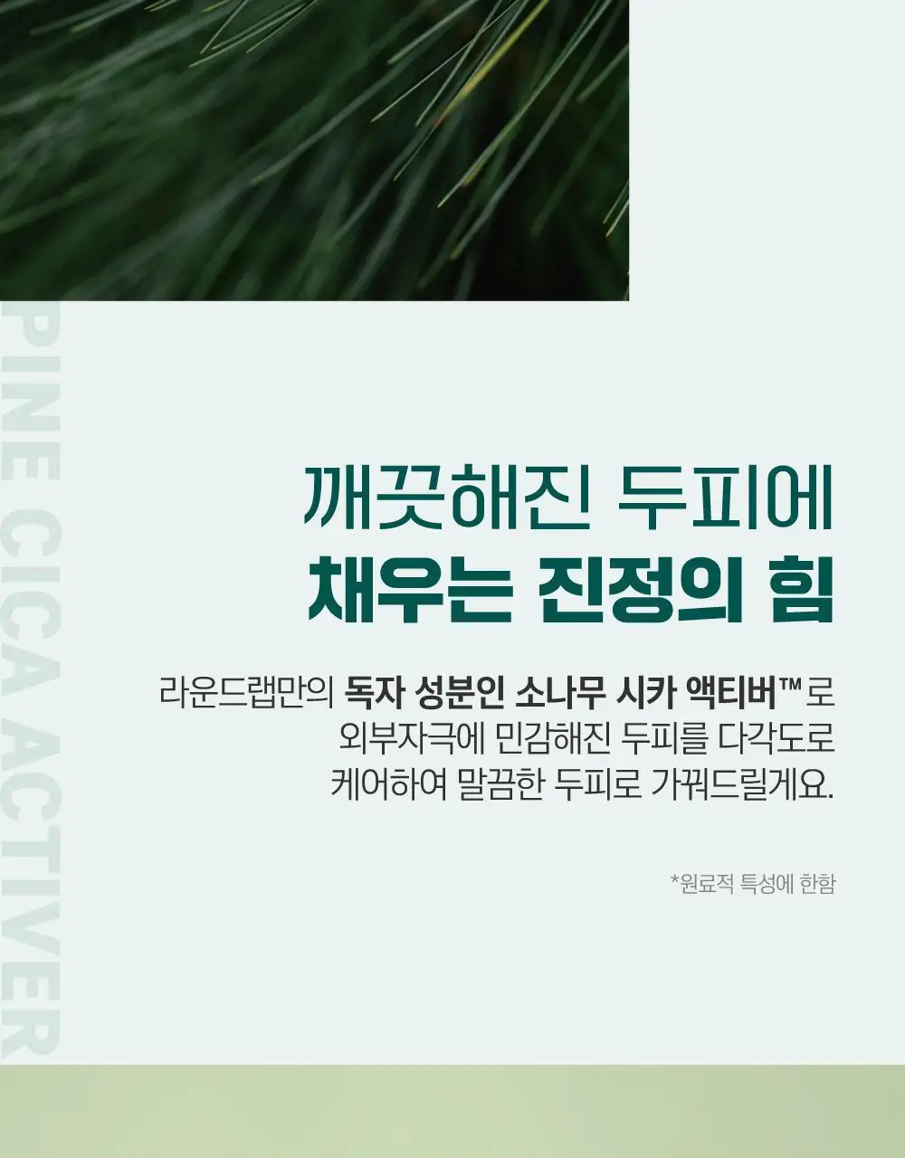 [두피영양] 라운드랩 소나무 진정 시카 두피 앰플 15ml 상세페이지 13